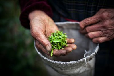 Cropped hand holding leaf vegetables