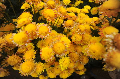 Close-up of yellow flowering plants