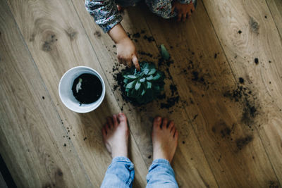 High angle view of people changing the soil of a succulent plant.