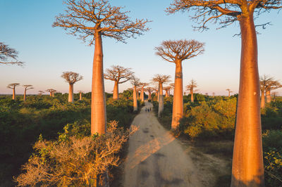 Rear view of woman standing by trees