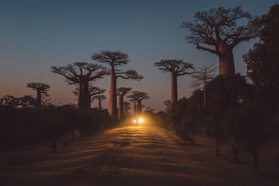 Low angle view of silhouette trees against sky