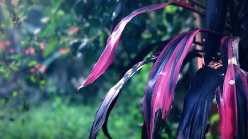 Close-up of flowers against blurred background