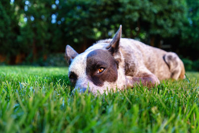 Close-up of dog lying on grass in back yard