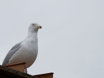 Low angle view of seagull perching against clear sky