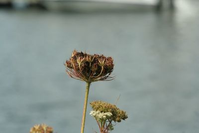 Close-up of dried plant against blurred background