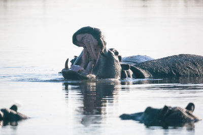 Hippopotamus in river