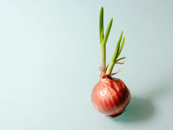 Close-up of plant against white background