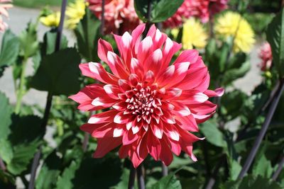 flowering plant